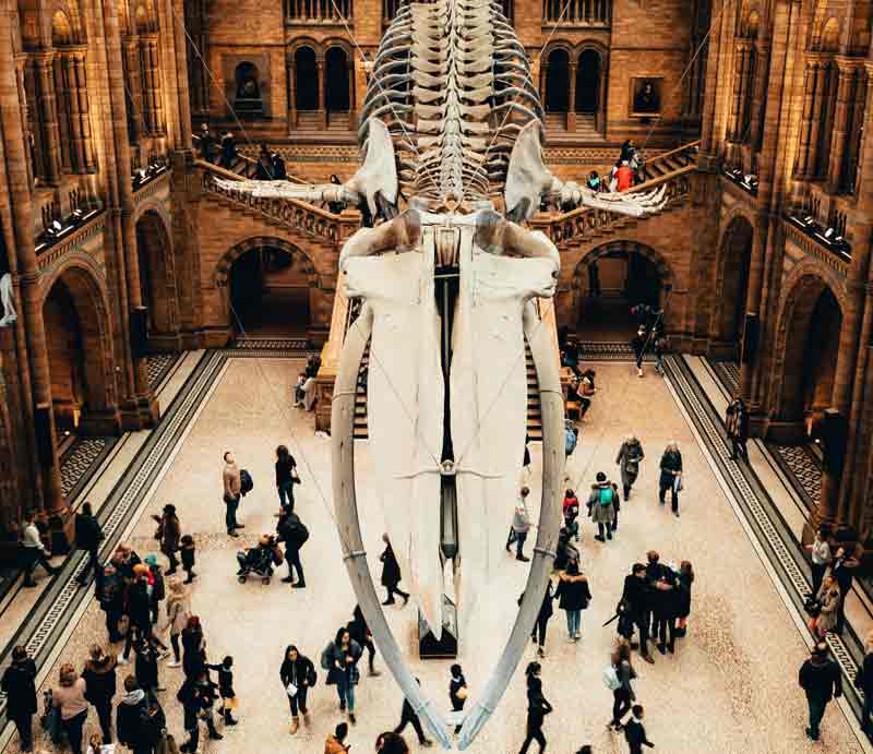 Blue whale keleton hanging in the main hall.